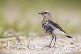 Northern Wheatear (Oenanthe oenanthe) female, Poland, Europe