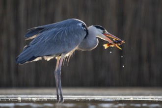 Grey Heron (Ardea cinerea) with fish prey in beak, Pusztaszer, Hungary, Europe