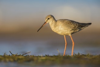 Spotted Redshank (Tringa erythropus) foraging, Poland, Europe