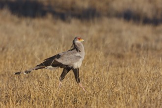 Secretarybird (Sagittarius serpentarius), Northern Cape, South Africa, Africa