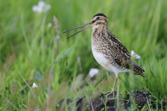 Common Snipe (Gallinago gallinago), Lower Saxony, Germany, Europe