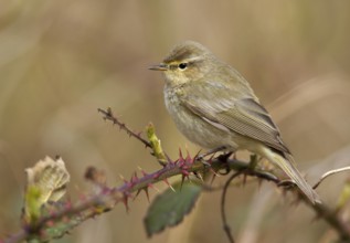 Common Chiffchaff (Phylloscopus collybita), Mecklenburg-Western Pomerania, Germany, Europe