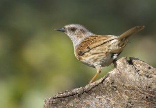 Dunnock (Prunella modularis), Mecklenburg-Western Pomerania, Germany, Europe