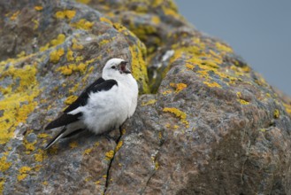 Snow Bunting (Plectrophenax nivalis insulae) male singing, perched on a stone, Iceland, Europe