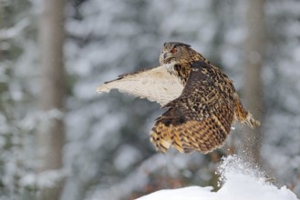 Owl starts from snow. Flying Eurasian Eagle owl with open wings in snowy forest during cold winter.
