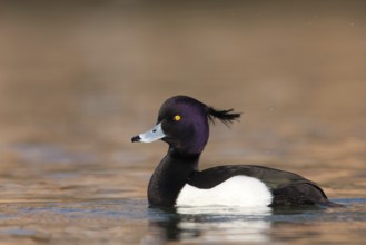 Tufted Duck (Aythya fuligula) male, Baden-Wuerttemberg, Germany, Europe