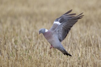 Common Wood Pigeon (Columba palumbus) flying, North Rhine-Westphalia, Germany, Europe