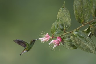 Coppery-headed Emerald (Elvira cupreiceps), Costa Rica, Central America