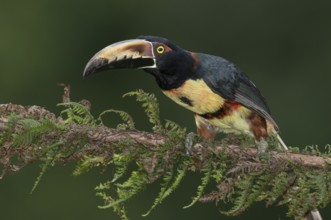 Collared Aracari (Pteroglossus torquatus), Costa Rica, Central America