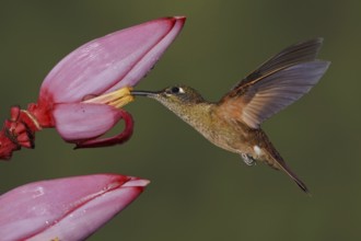 Fawn-breasted Brilliant (Heliodoxa rubinoides), Ecuador, South America