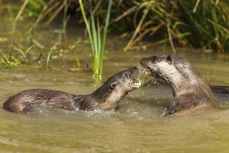 Two otters fighting in the water and showing their teeth, European otter (Lutra lutra), Germany,