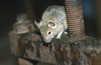 House mouse (Mus musculus) sitting on an old rusty iron frame, North Rhine-Westphalia, Germany,