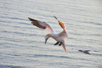 Northern gannet (Morus bassanus) flying over the sea at sunset, landing, wildlife, Helgoland,