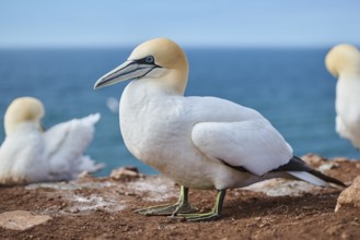 Northern gannet (Morus bassanus) standing on the cliff, wildlife, Helgoland, Germany, Europe