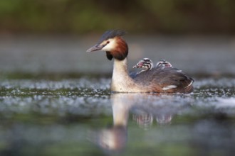 Great Crested Grebe (Podiceps cristatus) with chicks, North Rhine-Westphalia, Germany, Europe
