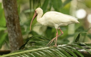 White Ibis, Schneesichler (Eudocimus albus)