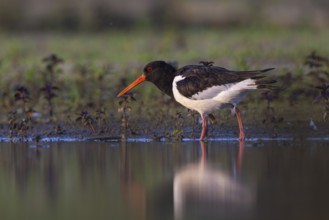 Eurasian Oystercatcher (Haematopus ostralegus), North Rhine-Westphalia, Germany, Europe