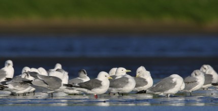 Black-legged Kittiwake (Rissa tridactyla), Alaska, USA, North America