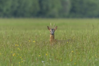 A graceful roe deer stands in a sunlit field, its gaze direct and curious, capturing a peaceful