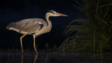 Grey Heron (Ardea cinerea) foraging, Hungary, Europe