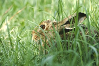 European brown hare (Lepus europaeus) sitting in its manger in a meadow, North Rhine-Westphalia,
