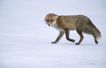 Red fox (Vulpes vulpes) running across the snow cover of a frozen lake, Schorfheide-Chorin