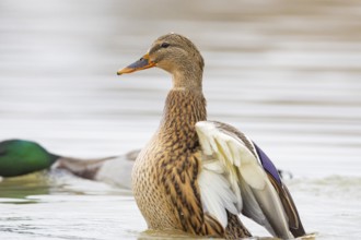 Mallard (Anas platyrhynchos) wbl Germany