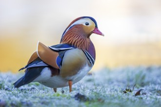 Mandarin Duck (Aix galericulata) male on ground covered with hoarfrost, Saxony-Anhalt, Germany,