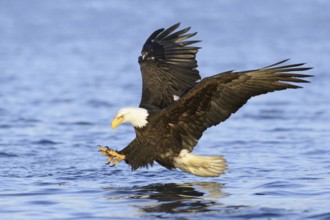 Bald Eagle (Haliaeetus leucocephalus) flying, Alaska, USA, North America