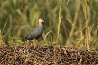 Grey-headed Swamphen (Porphyrio poliocephalus), Bueng Boraphet, Thailand, Asia