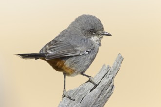 Chestnut-vented Warbler (Sylvia subcoerulea), Northern Cape, Kgalagadi Transfrontier Park, South