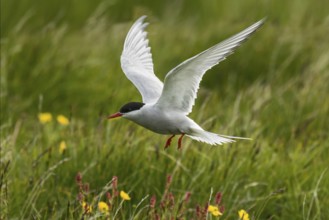 Arctic Tern (Sterna paradisaea) flying, Iceland, Europe