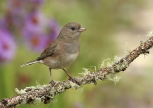 Slate-colored Junco (Junco hyemalis hyemalis) female, Saskatchewan, Canada, North America