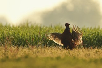 Common Pheasant (Phasianus colchicus) male displaying, Lombardy, Italy, Europe