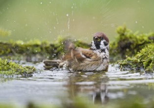 Eurasian Tree Sparrow (Passer montanus) bathing at a waterhole, Aosta Valley, Italy, Europe