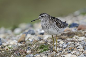 Wood Sandpiper (Tringa glareola), Schleswig-Holstein, Germany, Europe