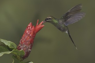 White-whiskered Hermit (Phaethornis yaruqui), Ecuador, South America