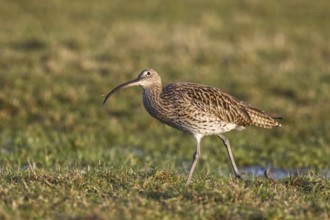 Eurasian Curlew (Numenius arquata) foraging, North Rhine-Westpalia, Germany, Europe