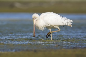 Yellow-billed Spoonbill (Platalea flavipes) foraging, Victoria, Australia, Oceania