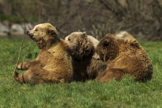Three bears sitting in the grass, looking relaxed and calm in their surroundings, brown bear (Ursus