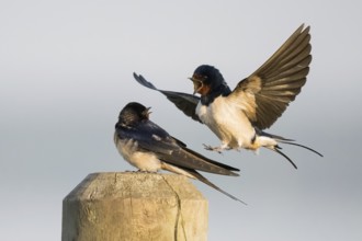 Male barn swallow (Hirundo rustica) approaching the female for mating, Hesse, Germany, Europe