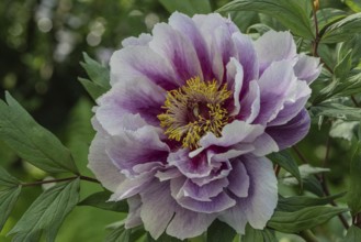 Shrub peony (Paeonia suffruticosa Kamata-Nishiki), flower, Emsland, Lower Saxony, Germany, Europe