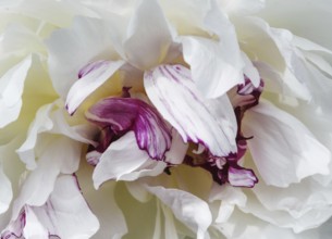 Close-up of white and purple petals of a peony (Paeonia officinalis) with an elegant, soft