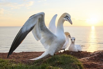 Northern gannet (Morus bassanus) courts a female in the colony at sunset with the sea in the