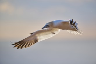 Northern gannet (Morus bassanus) flying over the sea at sunset, wildlife, Helgoland, Germany,