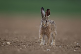 European brown hare (Lepus europaeus) juvenile leveret animal running on a farmland ploughed field