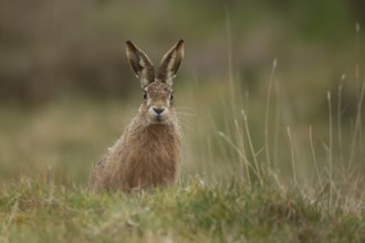 European brown hare (Lepus europaeus) adult animal in grassland in spring, England, United Kingdom,