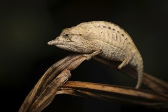An extremely rare chameleon of the genus Palleon lolontani in the rainforest of Marojejy National