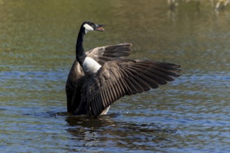A goose spreads its wings on a calm lake, Canada goose, (Ardea cinerea), wildlife, Germany, Europe