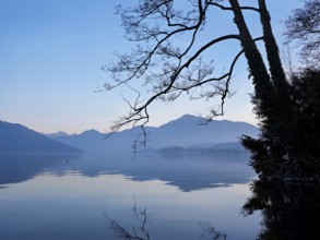 Morning atmosphere at Lake Zug with a tree with ivy in the foreground and the snow-covered Rigi in